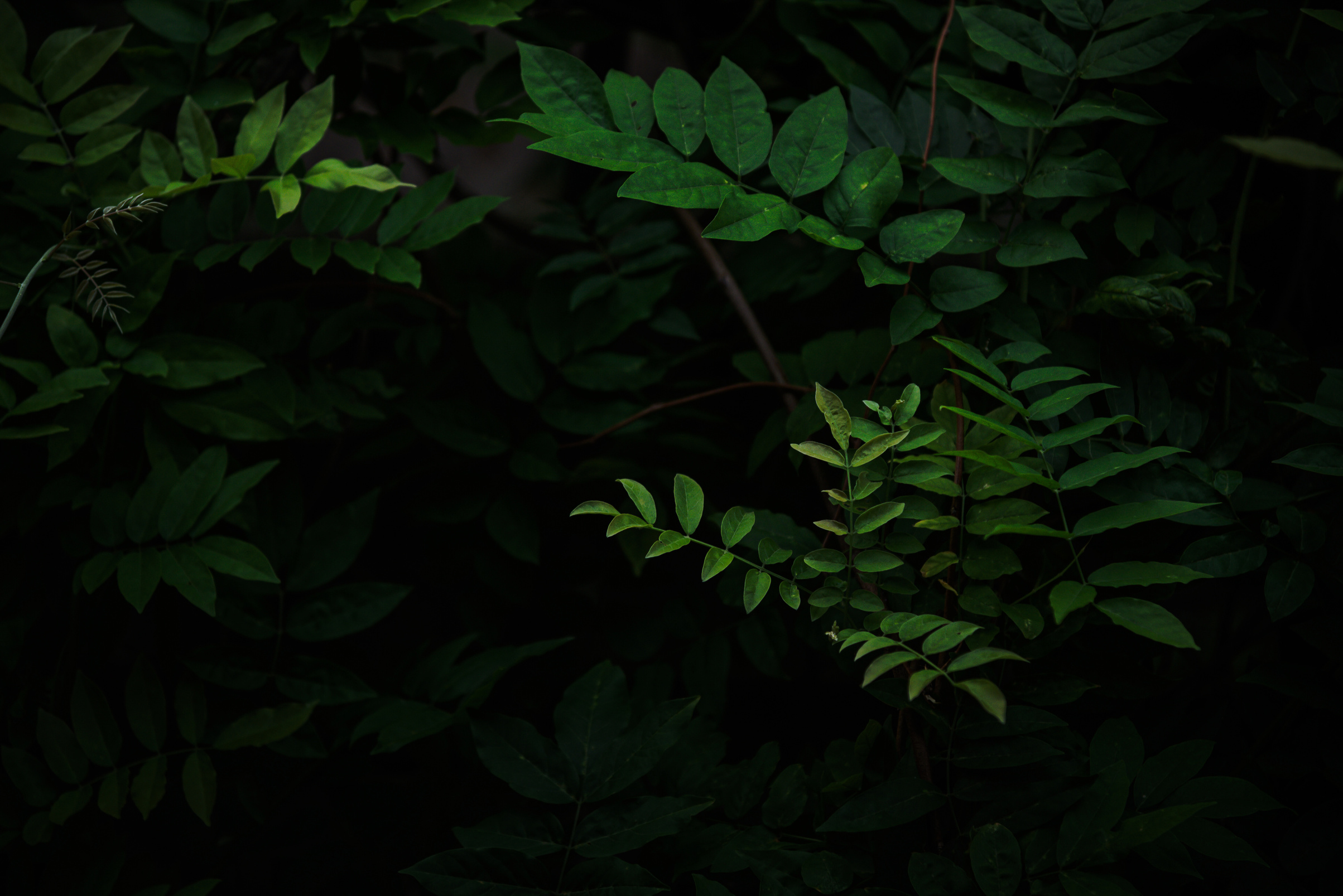 Green tropical leaves on dark forest background