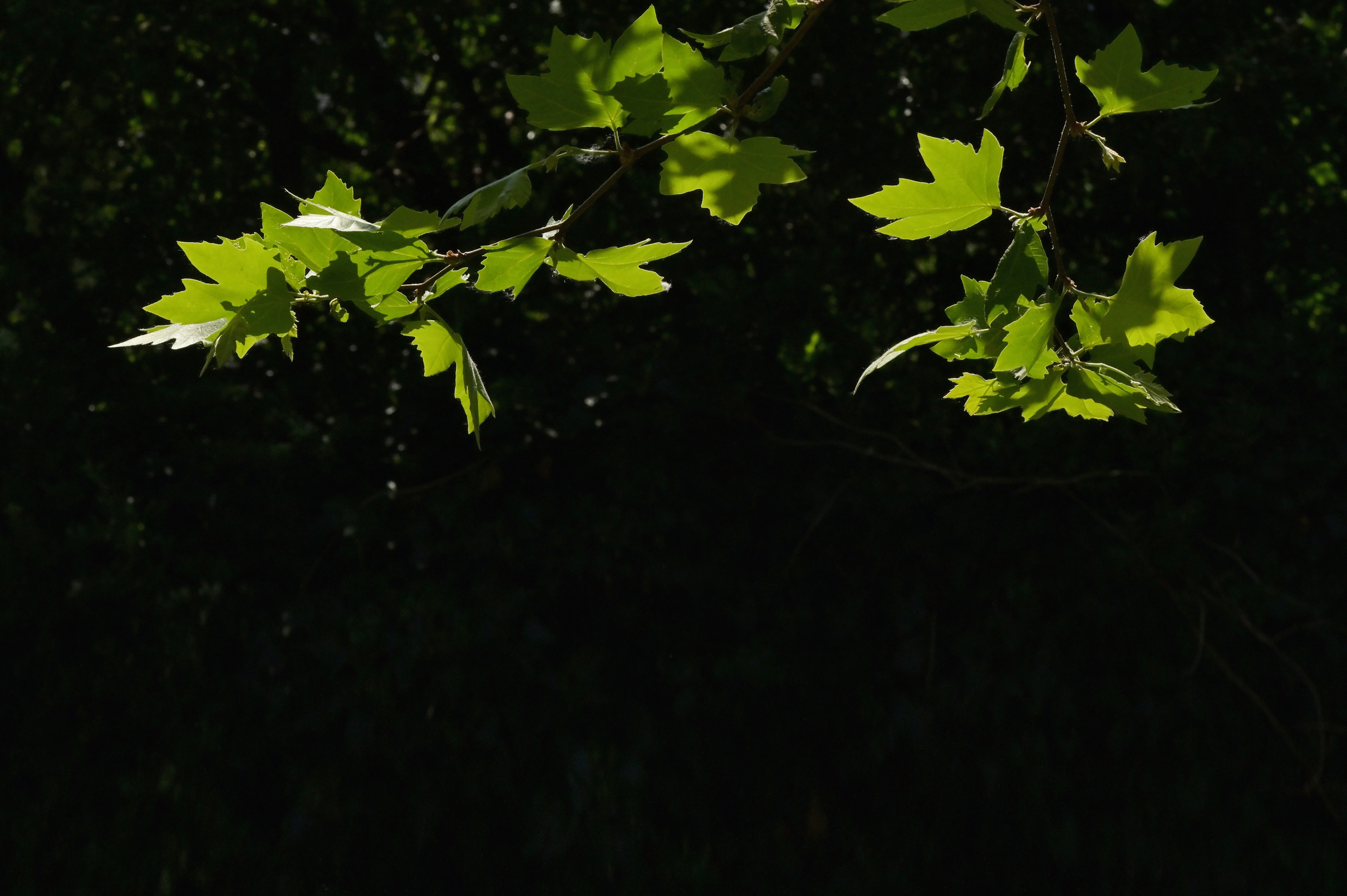 Norway maple leaves and sunrays in morning forest