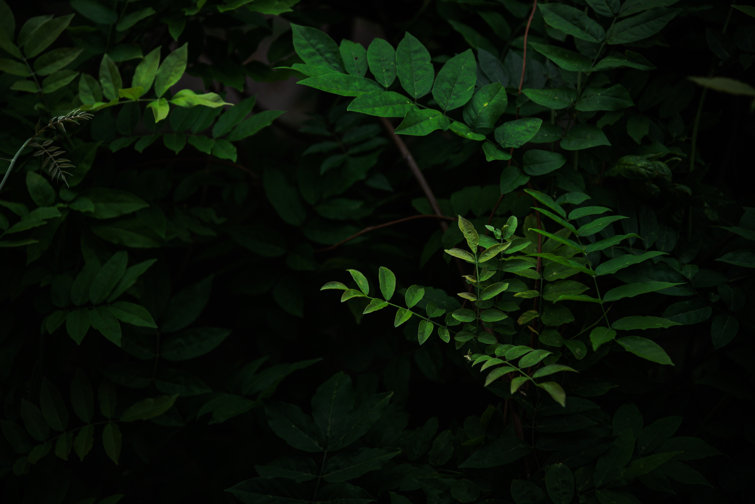 Green tropical leaves on dark forest background