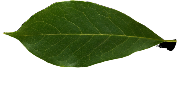 Isolated Cutout PNG