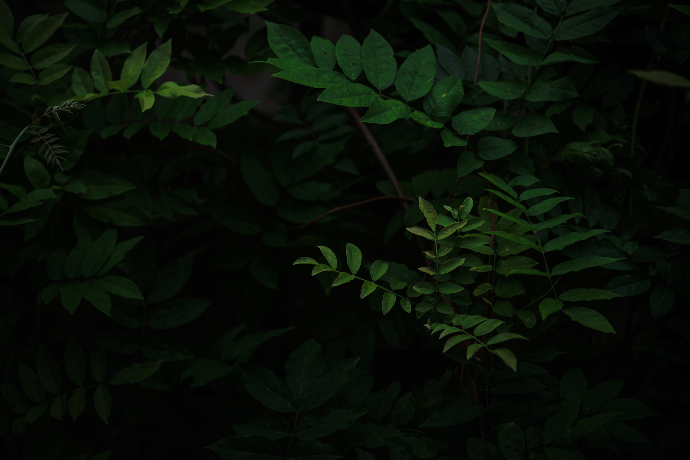 Green tropical leaves on dark forest background