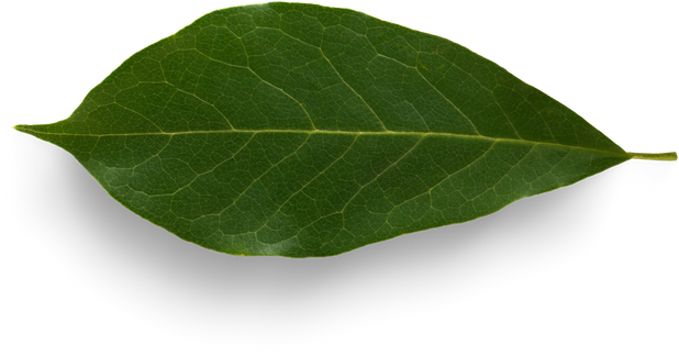 Isolated Cutout PNG