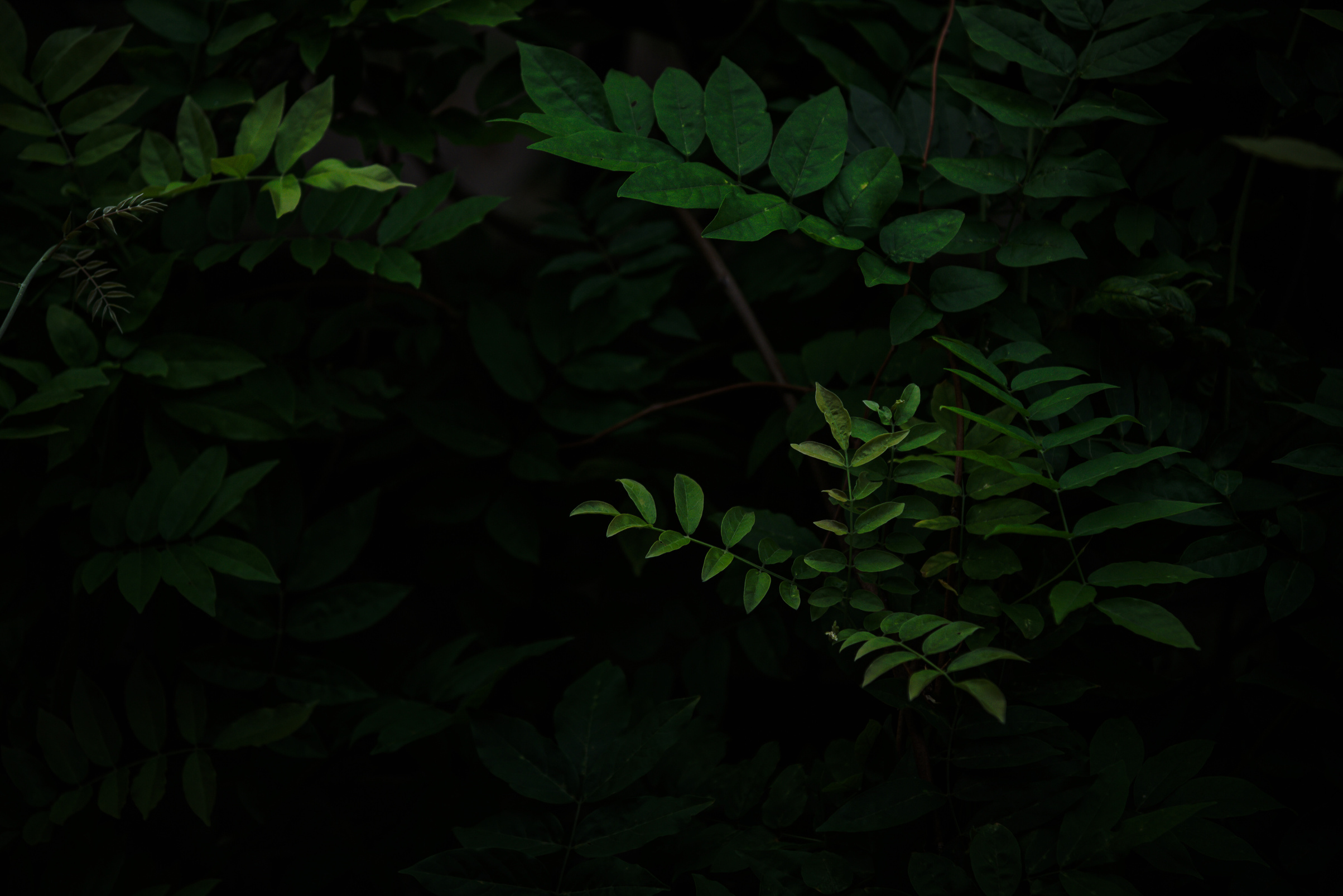 Green tropical leaves on dark forest background
